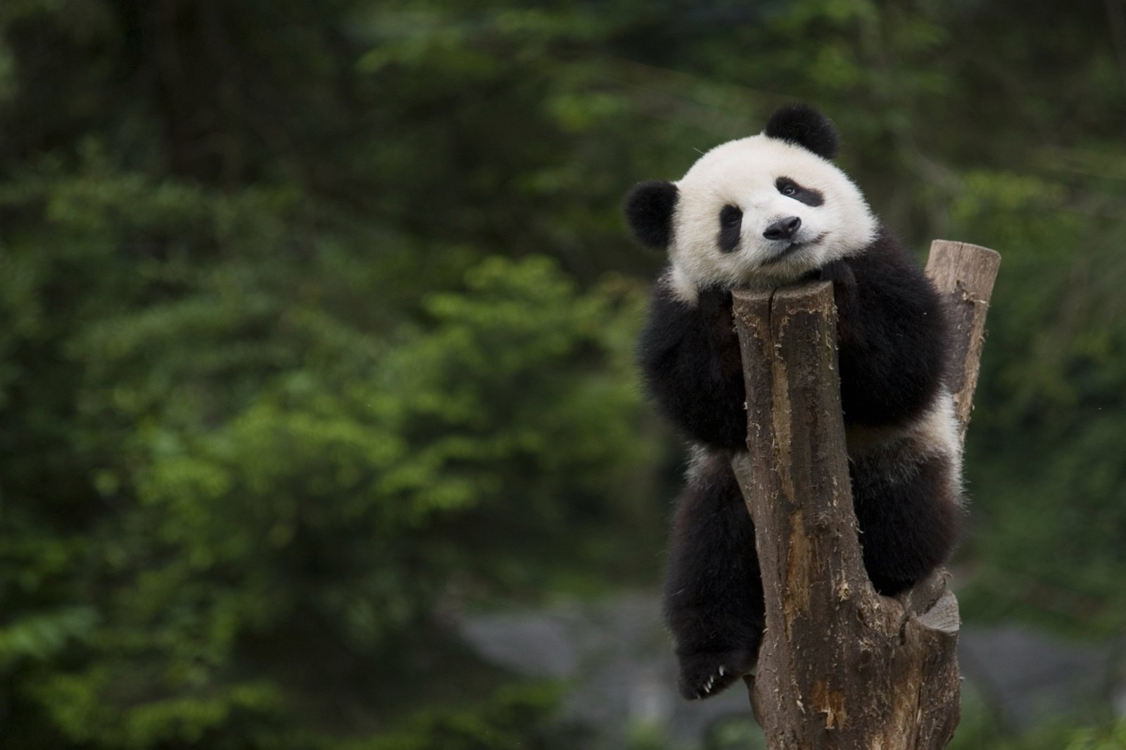 Giant Panda Breeding Base| Chengdu | Sichuan